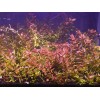 50 Plant Stems Pack - Live Aquatic Freshwater Plants -
