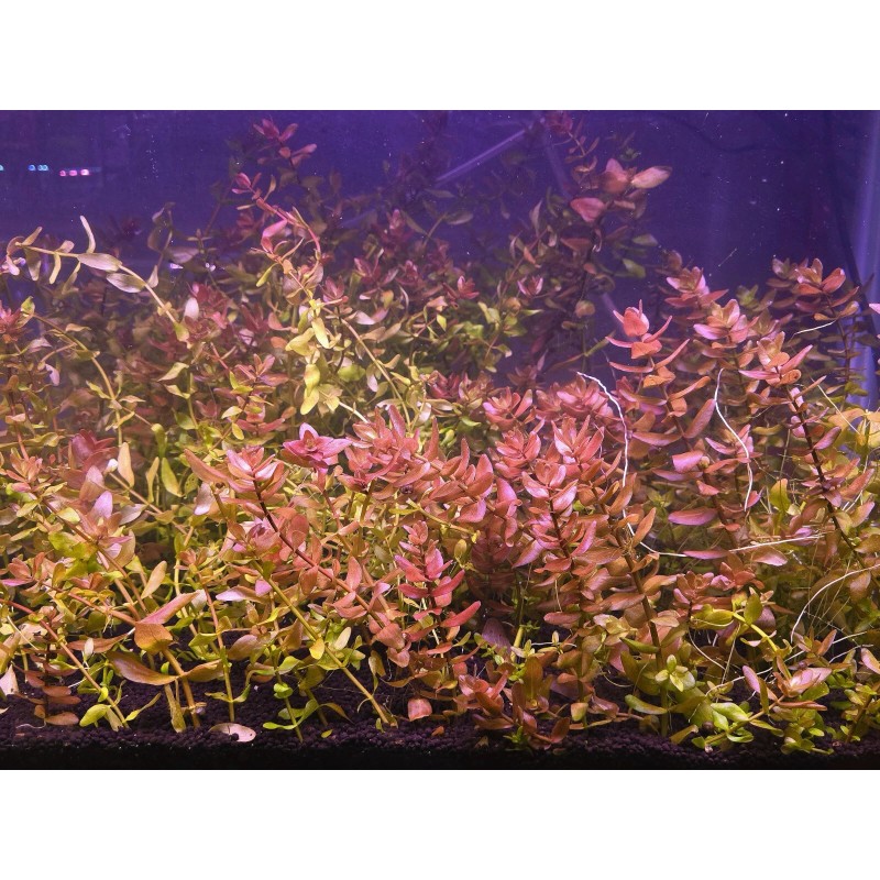 50 Plant Stems Pack - Live Aquatic Freshwater Plants -