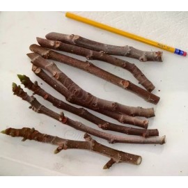 Texas everbearing  3 Fresh Fig Cuttings Texas Everbearing Fig Tree Cuttings, Zone 6 to 11