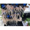CLONE KING 36 Site Aeroponic Cloning Machine. Expect 100% Success