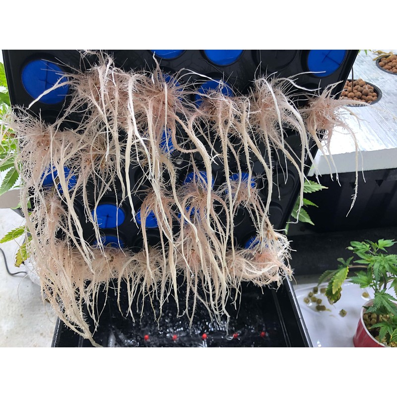 CLONE KING 36 Site Aeroponic Cloning Machine. Expect 100% Success
