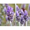 True English Lavender Vera Nice Garden Flower by Seed Kingdom