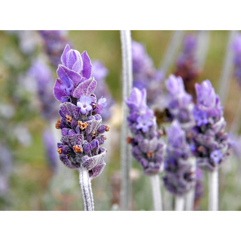 True English Lavender Vera Nice Garden Flower by Seed Kingdom