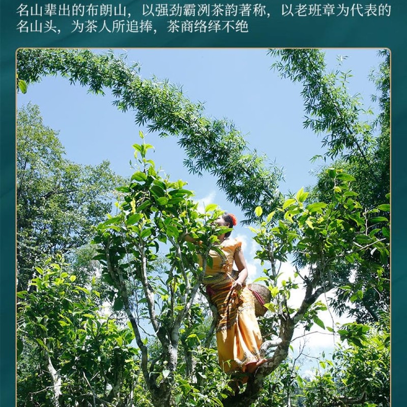 Pu-Erh tea,2022,Xinmane old tree,357g,Raw