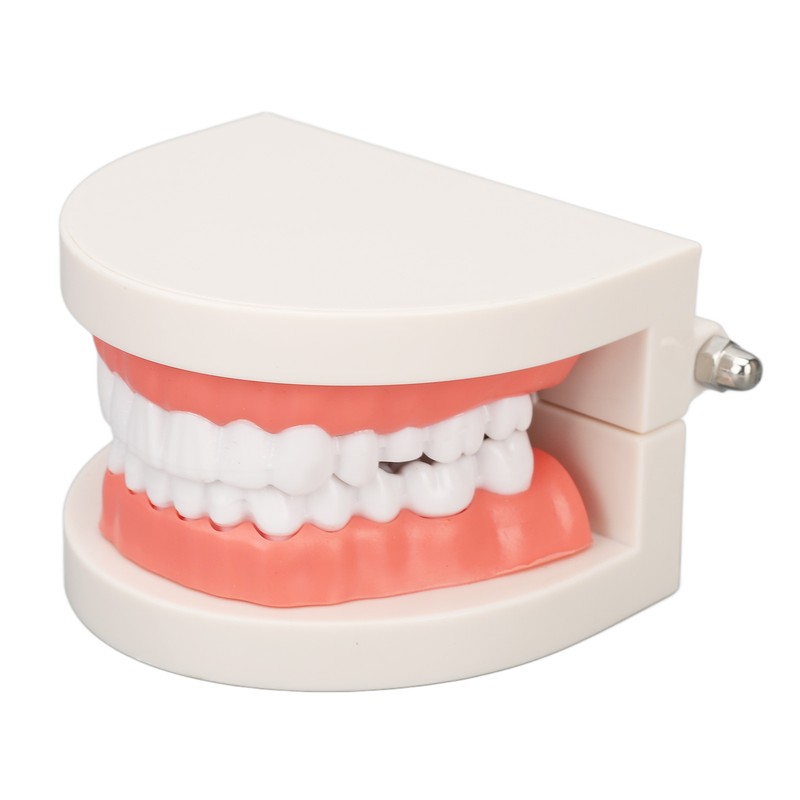 Dental Disease Caries Teeth Model Resin Simulation Teaching Prop Dental