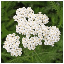 Everwilde Farms - 1/4 Lb Western Yarrow Native Wildflower Seeds - Gold Vault