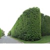 Podocarpus Macrophyllus Japanese Yew - 10 Live Plants 2" Pots
