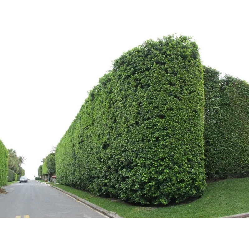 Podocarpus Macrophyllus Japanese Yew - 10 Live Plants 2" Pots