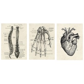 CTForest 3 Pieces Poster Anatomy, Vintage Style Wall Decoration Illustration Heart, Palms and Vertebral Spine, Collection Prints with Aesthetic Collage Interior Decoration (No Frame)