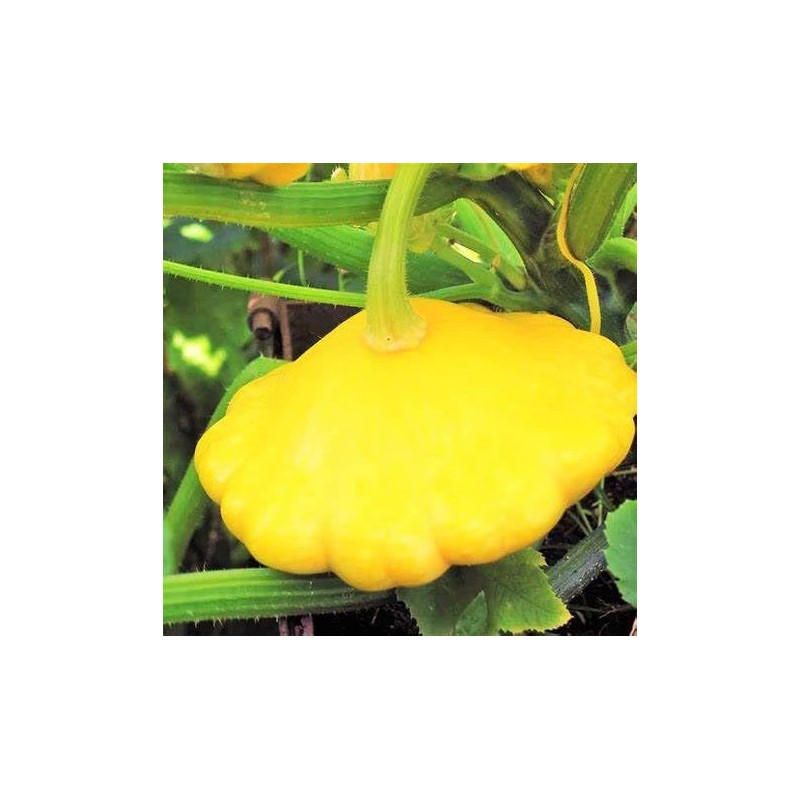 25 Yellow Bush Scallop Summer Squash Seeds for Planting. Non
