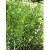 Rosemary (Rosmarinus Officinalis) Organic – Approx. 50 Seeds