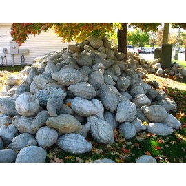 TomorrowSeeds - Blue Hubbard Squash Seeds - 20+ Count Packet - for 2024 Winter Gray Blue Pumpkin Butternut Jarrahdale Queensland USA