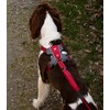EZYDOG X-Link Harness | Dog Harness, Small, Medium, Large, K9
