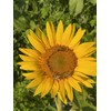 Organic Sunflower Protein Powder, 500 g Tub, 100% Pure Sunflower