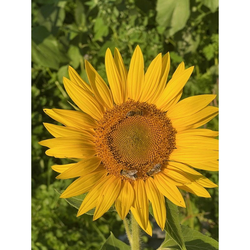 Organic Sunflower Protein Powder, 500 g Tub, 100% Pure Sunflower