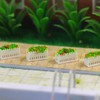 Scene Collection Model Flower Garden Park Street 1:150 Pack of