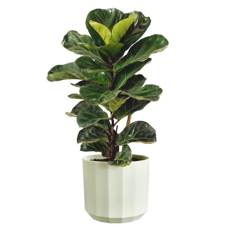 Elho Facet Round 17cm Vasi per Piante - Tea Green