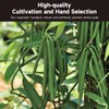 SPICEEL Madagascar Vanilla Beans Grade A Vanilla Pods for Making