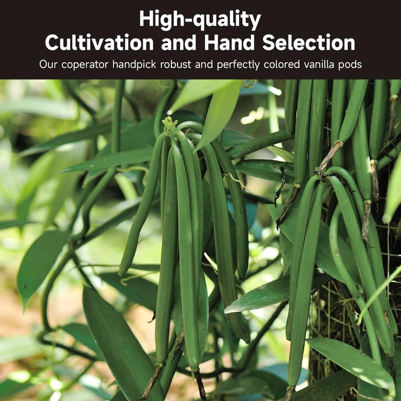 SPICEEL Madagascar Vanilla Beans Grade A Vanilla Pods for Making