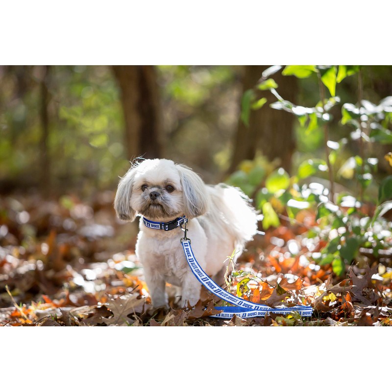 NCAA PET String, Large, Duke Blue Devils, Dog String, Shiny