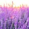 Crema Corporal con Lavanda para Dormir Aroma Relajante y Exquisito