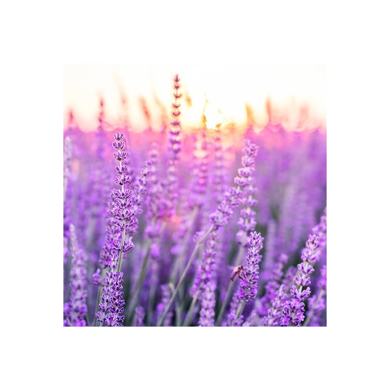 Crema Corporal con Lavanda para Dormir Aroma Relajante y Exquisito