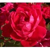 New Life Nursery & Garden-Red Double Knockout Rose, Quart Pot