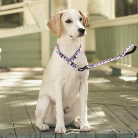 haoyueer Dog Collar and Leash Set, Slip Collar with Stop Ring, No Pull Martingale Collar for Dogs, for Small, Medium, Large Dogs (NO9, M)