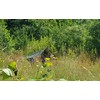 Bushmen Thermo Tarp 3 x 2 m Camouflage Rain Roof