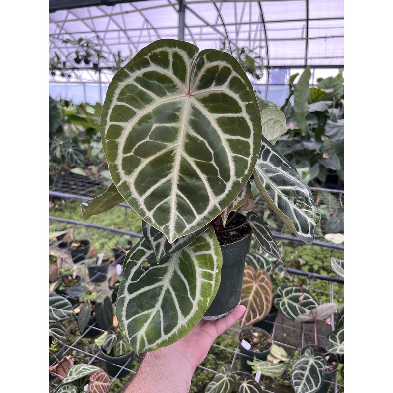 Orchiata Pine Bark for Orchids, Aroids and Tropicals - Power