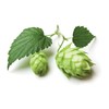 Hops Flowers - Dried Humulus lupulus Loose Tea from 100%