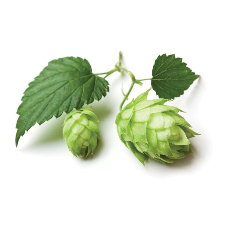 Hops Flowers - Dried Humulus lupulus Loose Tea from 100%