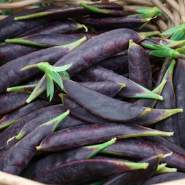 Sugar Magnolia Snap Pea Seeds Sweet Tender Can be Eaten Raw or Cooked Cool-Season Crop Garden Container Trellis 100Pcs Vegetable Seeds by YEGAOL Garden