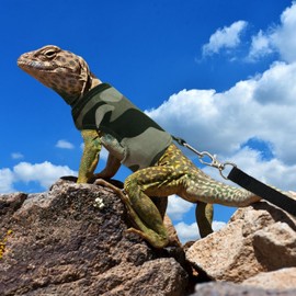 XQIGI Bearded Dragon Harness and Leash Set, 5 ft Leash Adjustable Harness - Lizard Clothes Traction Rope Escape Proof for Reptiles Amphibian Small Animal Pets Walking Outdoor (Camouflage Large)