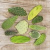 Opuntia pad 9 Assorted cuttings Cacti Cactus Succulent Real Live