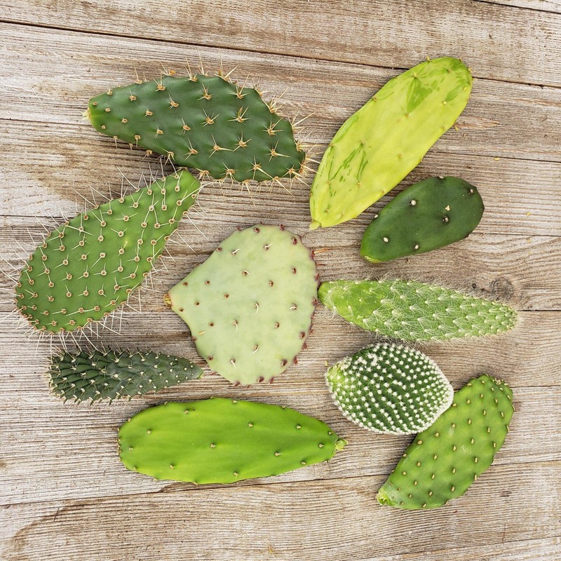 Opuntia pad 9 Assorted cuttings Cacti Cactus Succulent Real Live