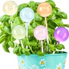 Maxdot 6 Pcs Large Plant Watering Globes Glass Automatic Self