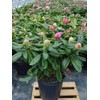 Rhododendron 'Scintillation' (Rhododendron) Evergreen, soft pink, #2 - Size Container