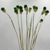 Bergamo Art Bundle of 4 Dried Gomphrena Globosa 22-24" long