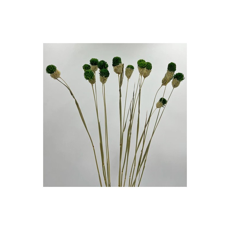Bergamo Art Bundle of 4 Dried Gomphrena Globosa 22-24" long