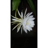exotic 4 CLIPPINGS-Epiphyllum oxipetalum 'Queen of the Night' - 8"