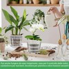 Dwitkul 5 Pezzi Vaso Trasparente per Orchidee, Vasi per Orchidee
