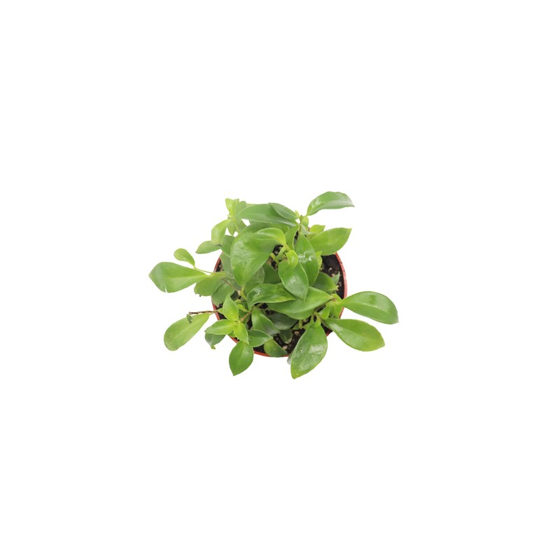 Purple Star (Lipstick Plant) - 4'' from California Tropicals