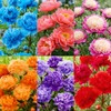100+ Mixed Colorful Peony Flower Seeds for Planting- Peony Flower