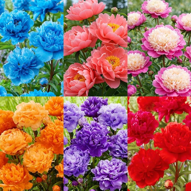 100+ Mixed Colorful Peony Flower Seeds for Planting- Peony Flower