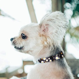 QQPETS Adjustable Soft Dog Collar: Print Flower Pink Multicolor Cute Patterns for XS Small Medium Large Pet Girl Boy Puppy Walking Running Training (S, White Daisy)