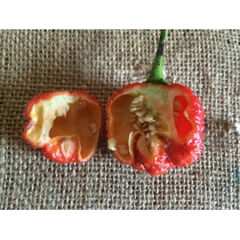 American Seed 100 Dragons Breath Chili Pepper Seeds New World Record Peppers Seed Vegetable