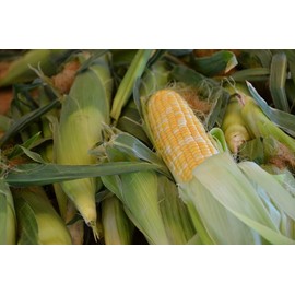 200 pcs Peaches and Cream Bi-Color Sweet Corn, Non GMO & Heirloom Seeds, Peaches & Cream Zea Mays Seeds bap My Vang ngon ngot sai TRAI