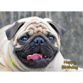 Pug Birthday Card