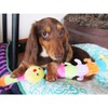 PLATZ PET SUPPLIS&FUN Dog Toy Small Dog Caterpie Jr.